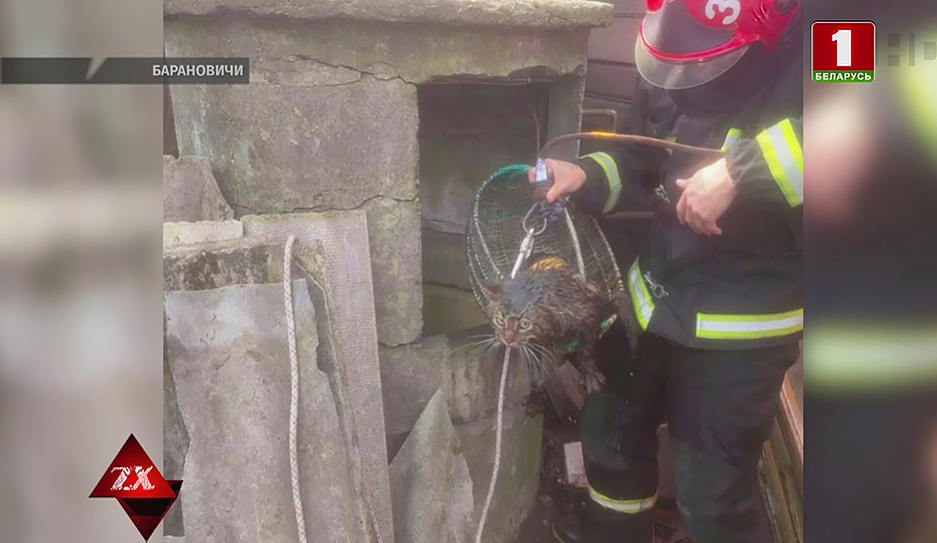 Мокрый, но счастливый: спасатели из Барановичей вытащили из колодца кота
