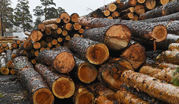 Зима близко: жители Молдавии запасаются дровами