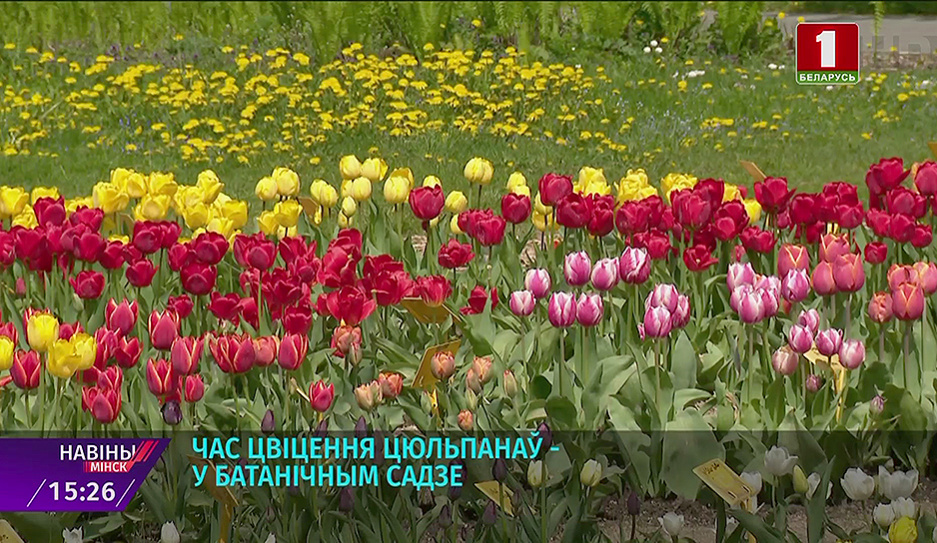 Тюльпаны зацвели в Ботаническом саду