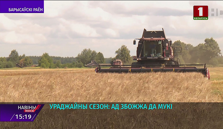 Урожайный сезон в Борисовском районе: сколько убрали зерновых?