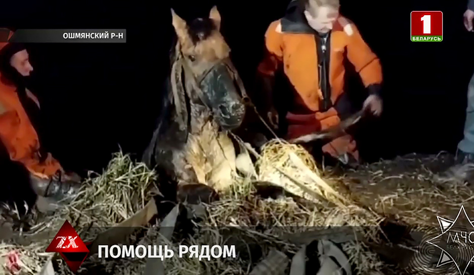 Бойцы МЧС вытащили лошадь из болота в Ошмянском районе