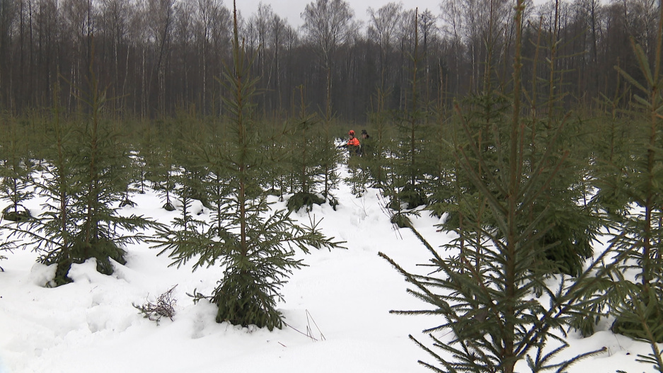 Лесничество Слуцкого лесхоза в разные уголки Минской области направило почти полтысячи елей и сосен