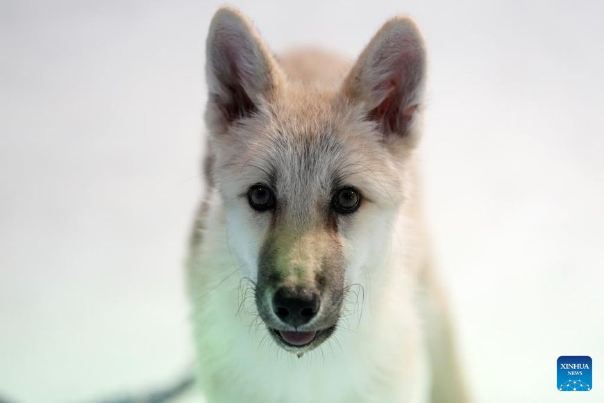 Клонированный арктический волк предстал перед публикой в Китае