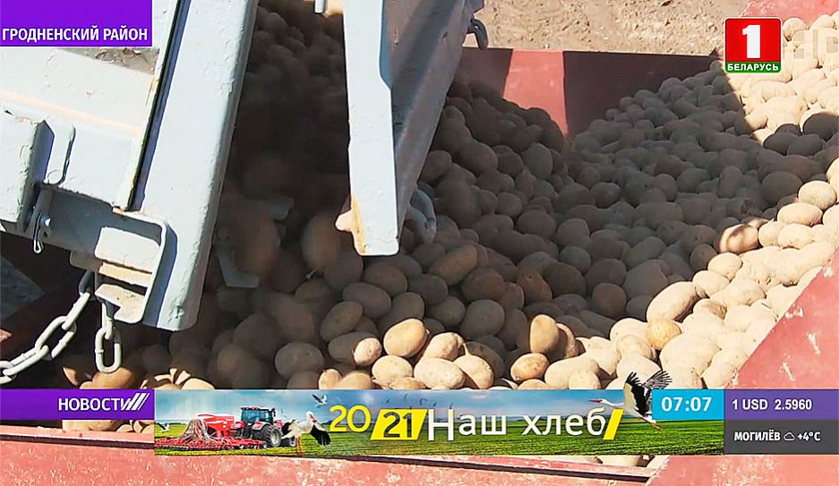 Аграрии Беларуси приступили к посадке картофеля