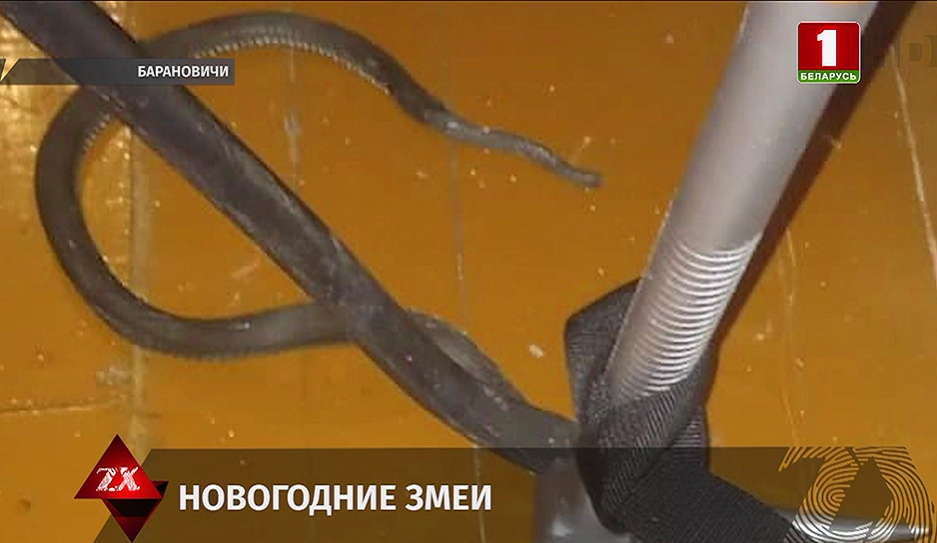 Змея напугала жильцов частного дома в Барановичах