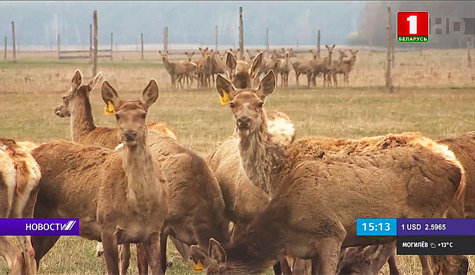В Калинковичском районе готовят несколько десятков оленей для запуска в дикую природу