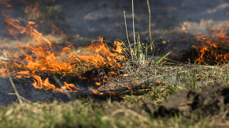 В чем опасность выжигания сухого травостоя, рассказали экологи