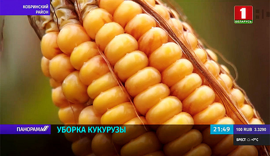 23 гибрида кукурузы выращивают в Березовском районе