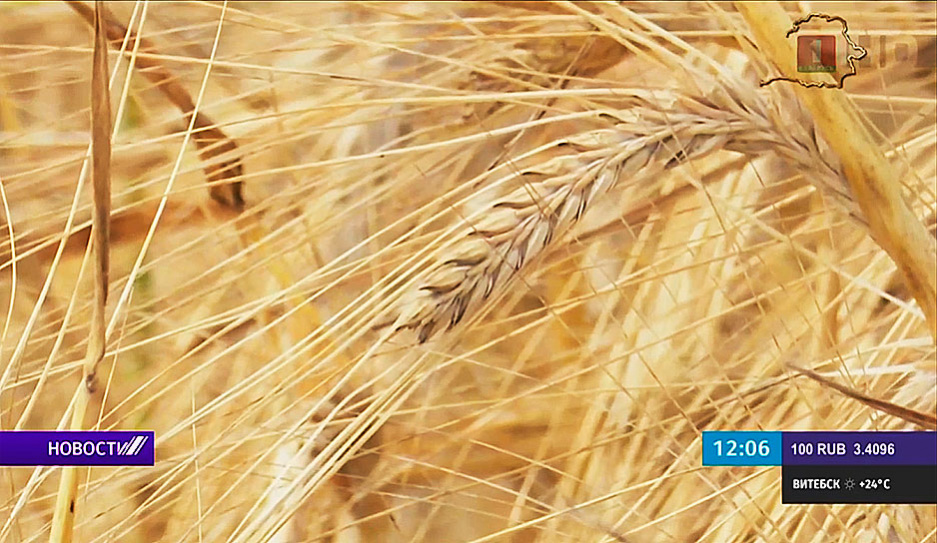 Уборочная-2021: намолочено уже более 1,5 млн тонн зерновых