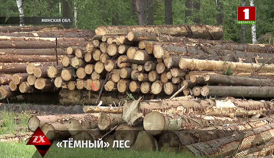 Факты незаконной вырубки древесины в Минской области установили следователи