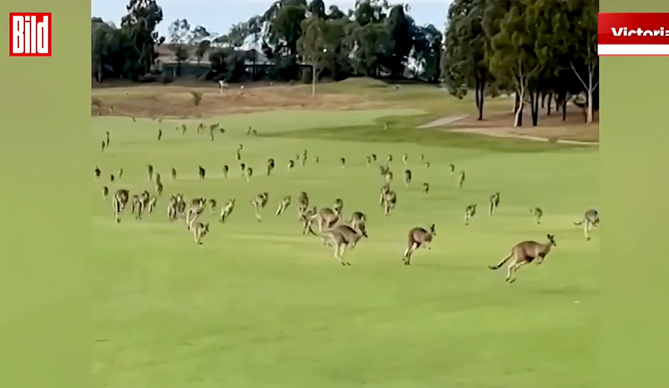 Сотни кенгуру захватили гольф-клуб в Австралии