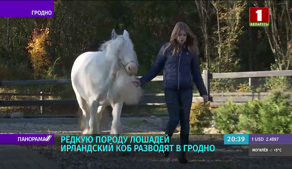В Гродно разводят уникальную для Беларуси породу лошадей - ирландский коб 